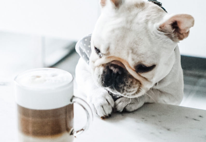 Wake Up With Dogs and Coffee Quotes
