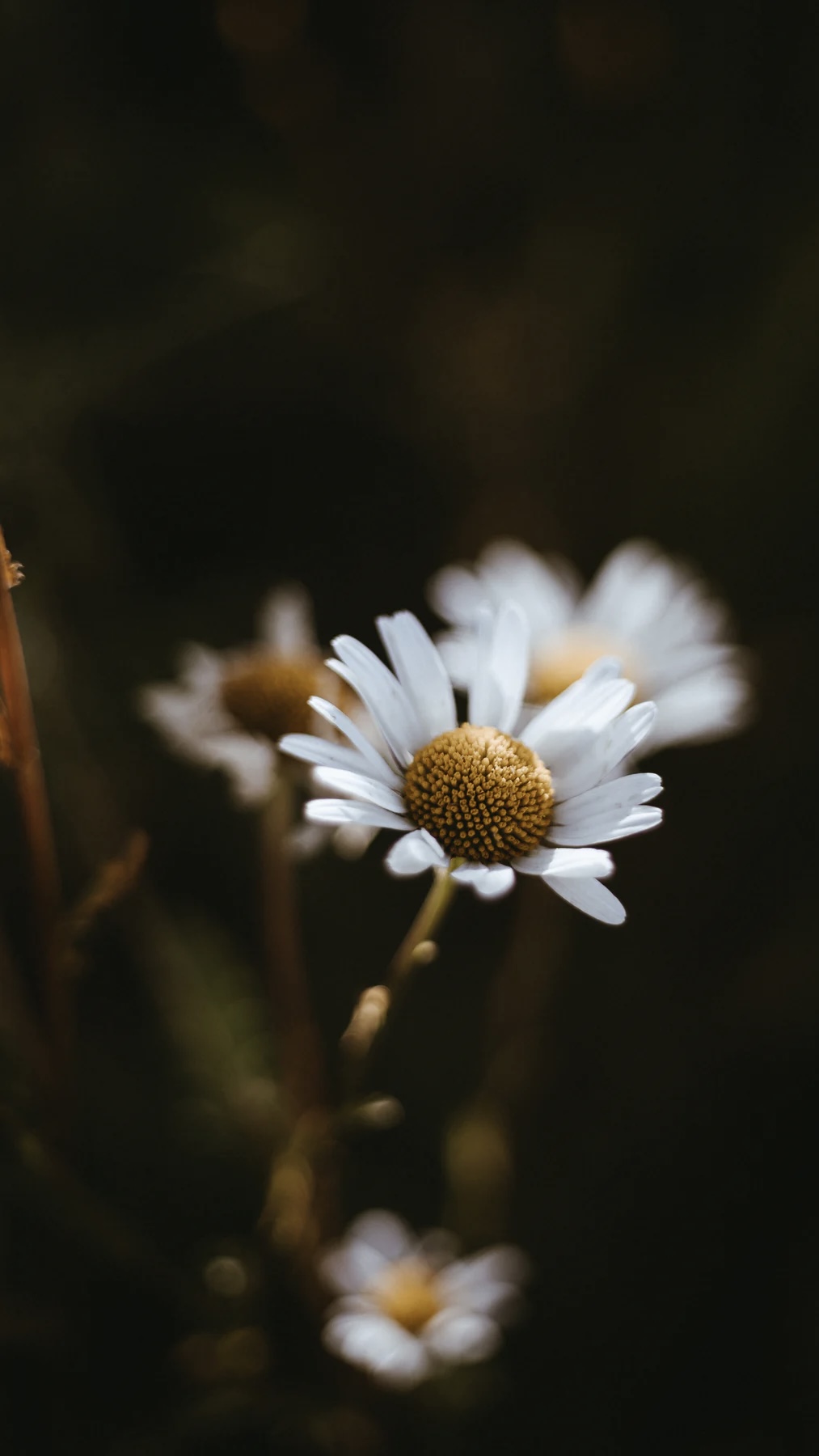 Dark-Flower-Aesthetic-Wallpaper-3 - Home With Two